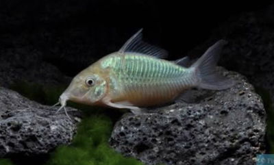 Corydoras Splendens (Brochis splendens) — 5-6 cm