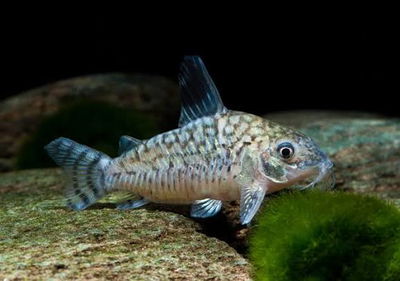 Corydoras Reticulatus (Brochis reticulatus) — 4-5 cm