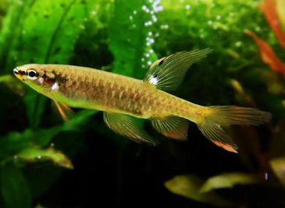 Copella Arnoldi — 3-5 cm