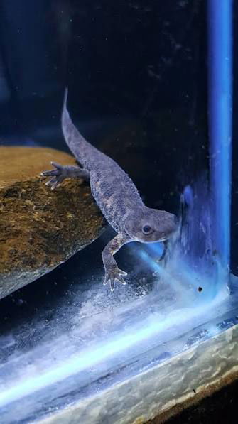 Tritón Gallipato — 7-8 cm