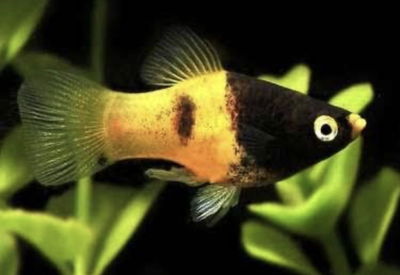 Platy Bumble Bee Gde