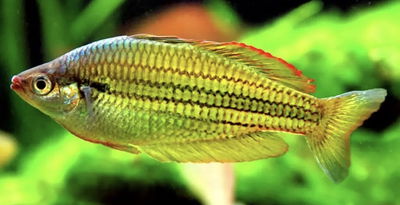 Melanotaenia Maculoci Med