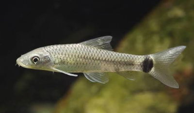 Come Algas Reticulado (Crossocheilus reticulatus) 3-3.5 cm