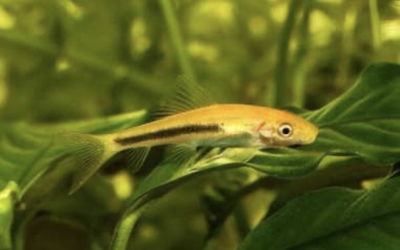 Come Algas Bicolor (Gyrinocheilus aymonieri) 4-4.5 cm