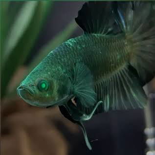 Betta Hulk Mustard Green Macho Med