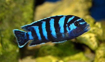 Pseudotropheus demasoni 3-3.5