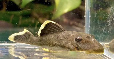 L47 Mango Pleco (Baryancistrus chrysolomus) — 7-10 cm