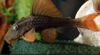 L137 Hypostomus Ojos Celestes (Hypostomus soniae) — 5-6 cm