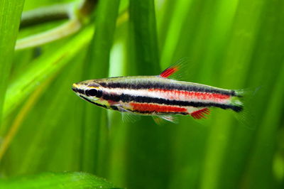 Nannostomus Red Pencil II (Nannostomus rubrocaudatus) — 3 cm