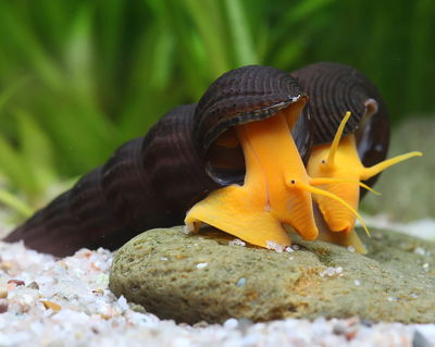 Caracol Rabit Orange (Tylomenalia) — Gde