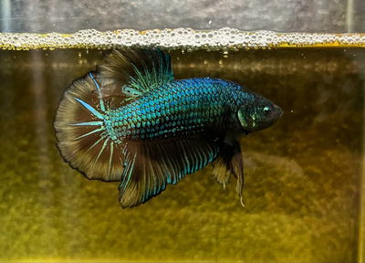 Betta Hulk Green Macho Med