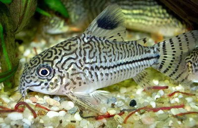 Corydoras Trilineatus (Cory trilineatus) — 4-5 cm