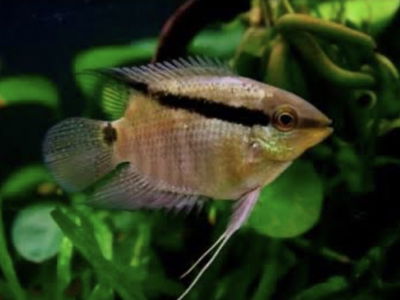 Mesonauta Festivum (Festivum) — 5-6 cm