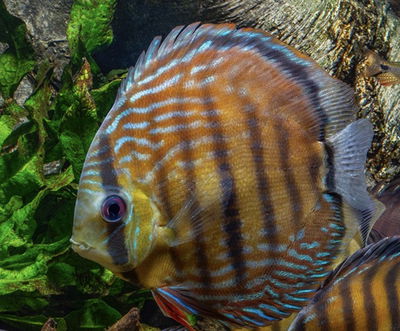 Discus Semi Royal Red (Symphysodon aequifasciata) — 12 cm