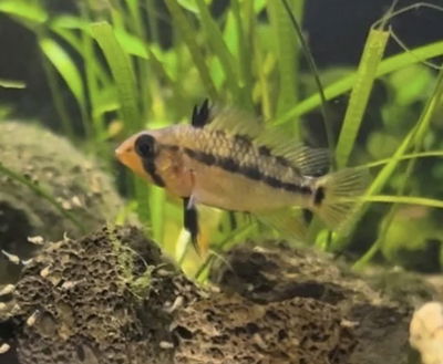 Apistogramma Tapiche Hembra (Apistogramma tapiche) — Gde