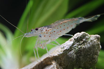 Camarón Amano (Caridina multidentata) — Chi-Med