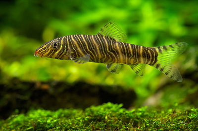 Botia Zebra (Botia striata) 5-6 cm