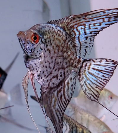 Scalar Leopard Snake skin longfin – 10cm