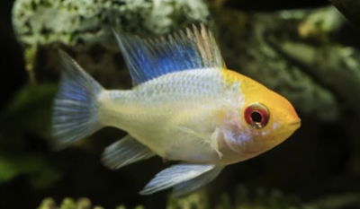 Ramirezzi Albino German 5cm