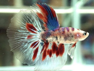 Betta fluo marmol Macho Med