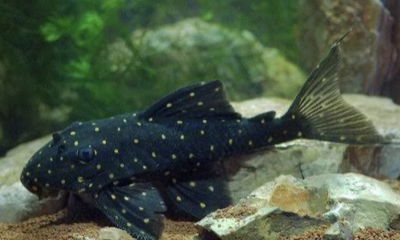 LDA031 Pleco Galaxia (Panaqolus albomaculatus) — 6-7 cm
