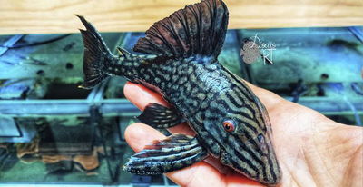 L350 Panaque Negro Cola De Lyra (L350 Panaque sp.) — 15-20 cm