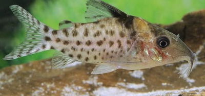 Corydoras Punctatus Nanay (Cory punctatus) — 4-5 cm