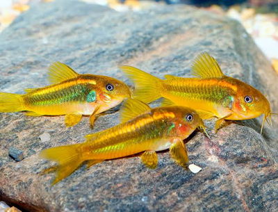 Corydora Orange Laser (CW010 Cory orange lazer) — 4-5 cm