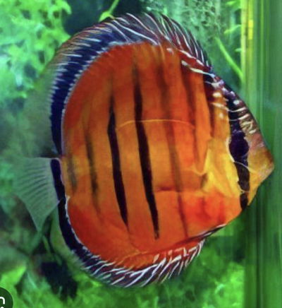 Discus Royal Red Alenquer — 10-12 cm