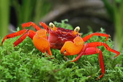 Cangrejo Carnaval Orange (Geosesarma sp.) — Med