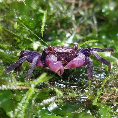 Cangrejo Ruby Vampire (Geosesarma species) — Med