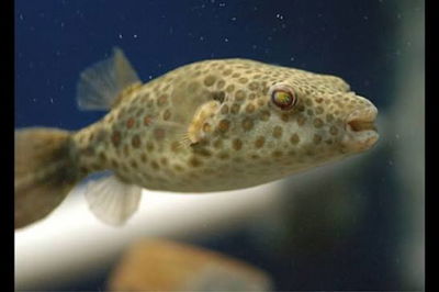 Puffer Abei (Pao abei) 6-8 cm