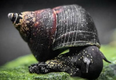 Caracol Rabit Triángulo (Tylomelania sinobartfeldi) — 2 cm