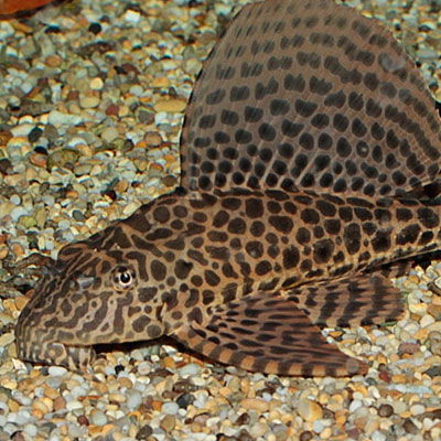Vieja Leopardo (Pterygoplichthys joselimaianus) 5-6 cm