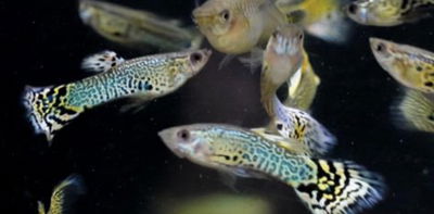 Lebistes Snakeskin Machos Gde