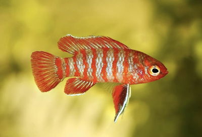 Badis Red Scarlet (Badis badis) 1.5-2 cm