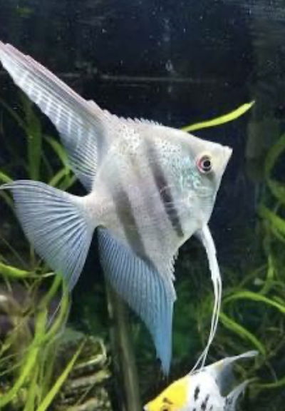 Scalar Belem Sky Blue – 10cm