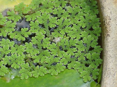Azolla porcion Acuario/Estanque