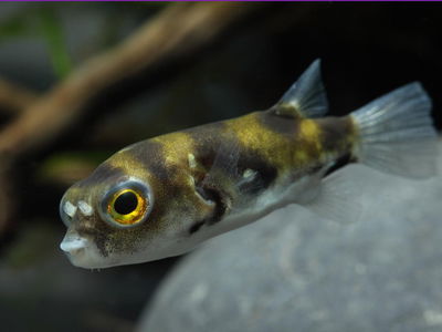 Puffer Amazónico (Colomesus asellus) — 5 cm