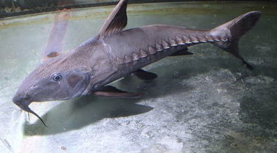 Armado Negro Monster (Oxydoras niger) — 12-14 cm