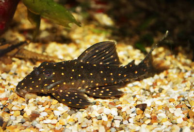 L426 Pleco Chava Yellow Spots (Panaqolus albomaculatus) — 6-7 cm