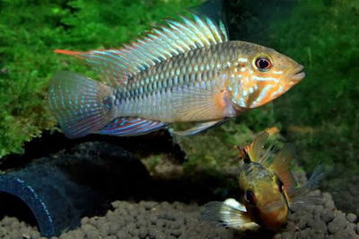 Apistogramma Barlowi (Apistogramma barlowi) — Gde
