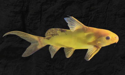 Synodontis Yellow Panda 6-7 cm