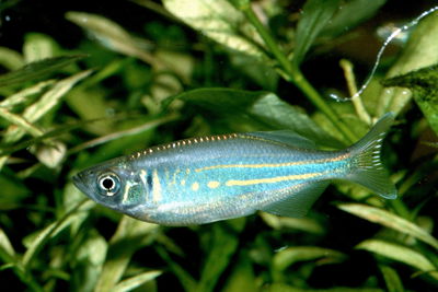 Danio Malabaricus (Devario aequipinnatus) 3 cm