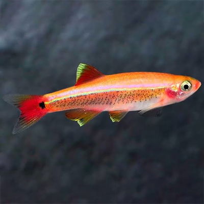 Albonube Gold (Tanichthys albonubes) Med