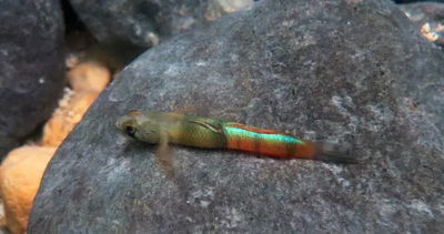 Gobio Orange Black (Sicyopterus zosterophorus) 5 cm