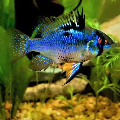 Ramirezzi Dark Electric Blue 5cm