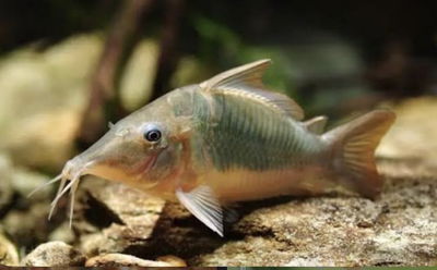 Corydoras Multiradiatus (Brochis splendens show) — 8-9 cm