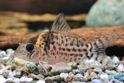 Corydoras Agassizii (Corydora punteada) — 4 cm