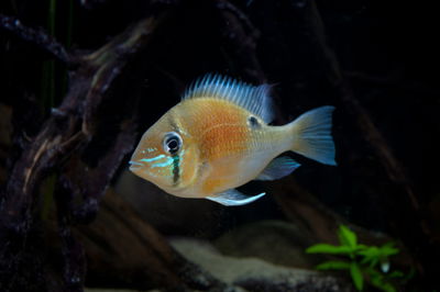 Cíclido Cupido (Biotodoma cupido) — 6-7 cm